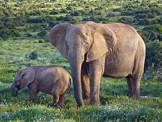 African Elephant